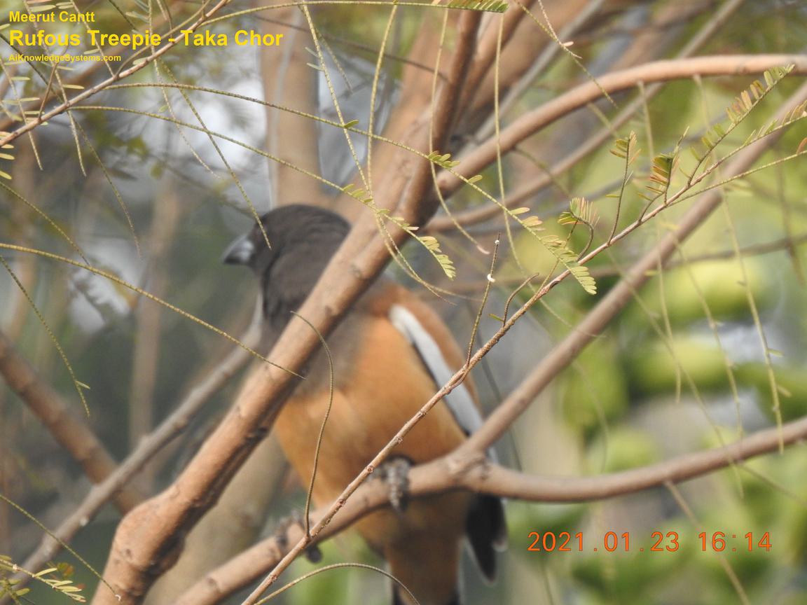 Rufous Treepie (16) Coming Soon